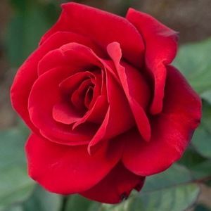 Meet your Posher, Rose